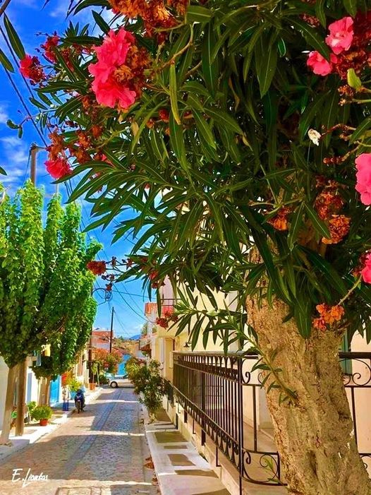 SamosProperties's tweet image. Spring on Samos.........a beautiful experience with everything in bloom.......@SamosProperties