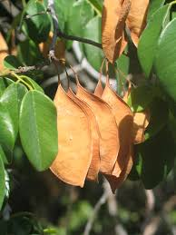 arbolespe's tweet photo. #Grapia (Apuleia leiocarpa) F Caesalpinacea
Arbol alto con copa aplanada, ancha, poco densa, con fuste tortuoso largo, con aletas en la base. Ritidoma en discos. Hojas compuestas imparipinadas. Flores blancas, en racimos, florece cuando caen las hojas. Fruto en legumbre https://t.co/cgxCu6tUZi