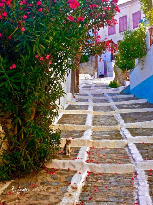 SamosProperties's tweet image. Spring on Samos.........a beautiful experience with everything in bloom.......@SamosProperties