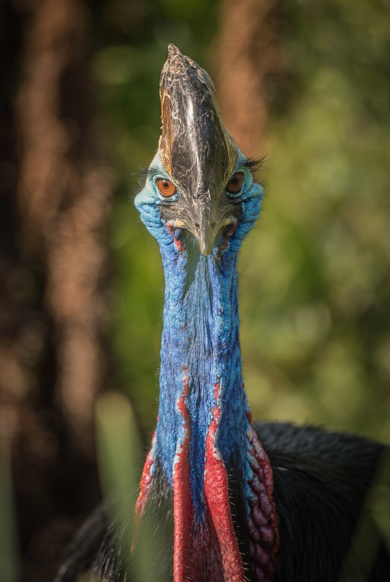 chesterzoo's tweet image. Every day should be #WorldWildlifeDay! 💚🌍