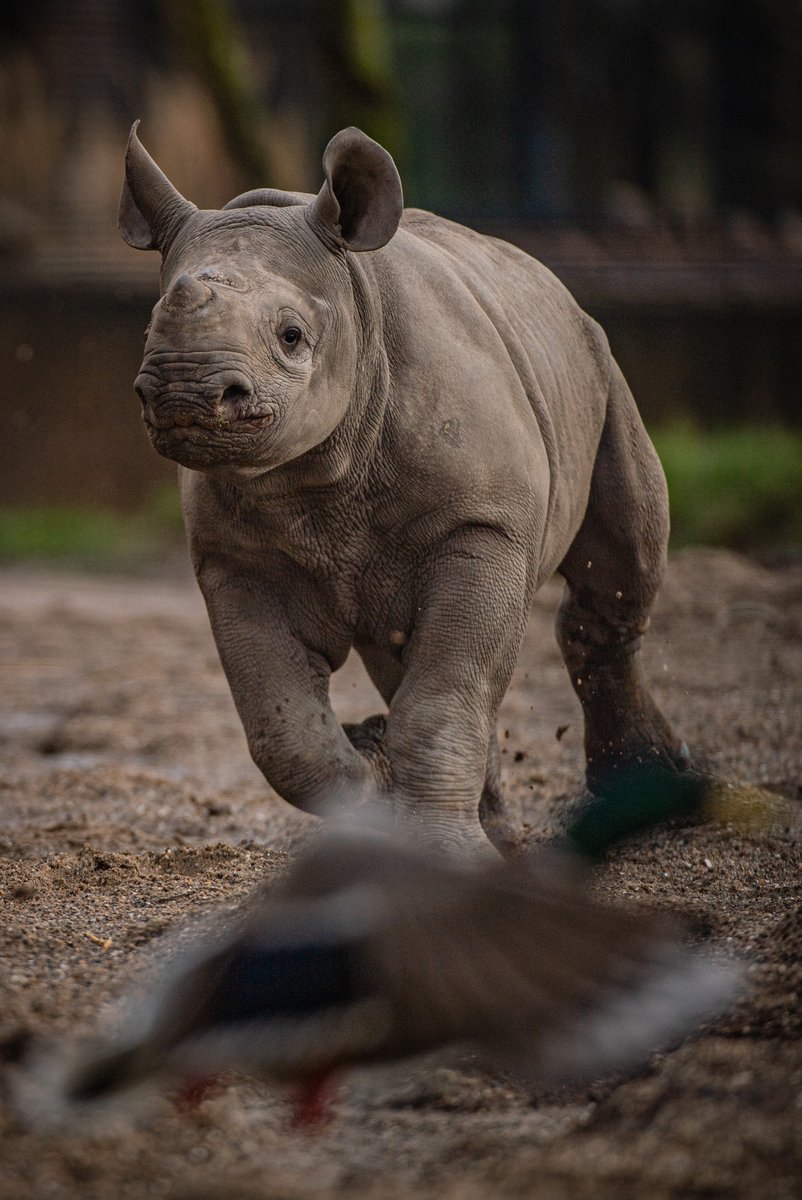 chesterzoo's tweet image. Every day should be #WorldWildlifeDay! 💚🌍