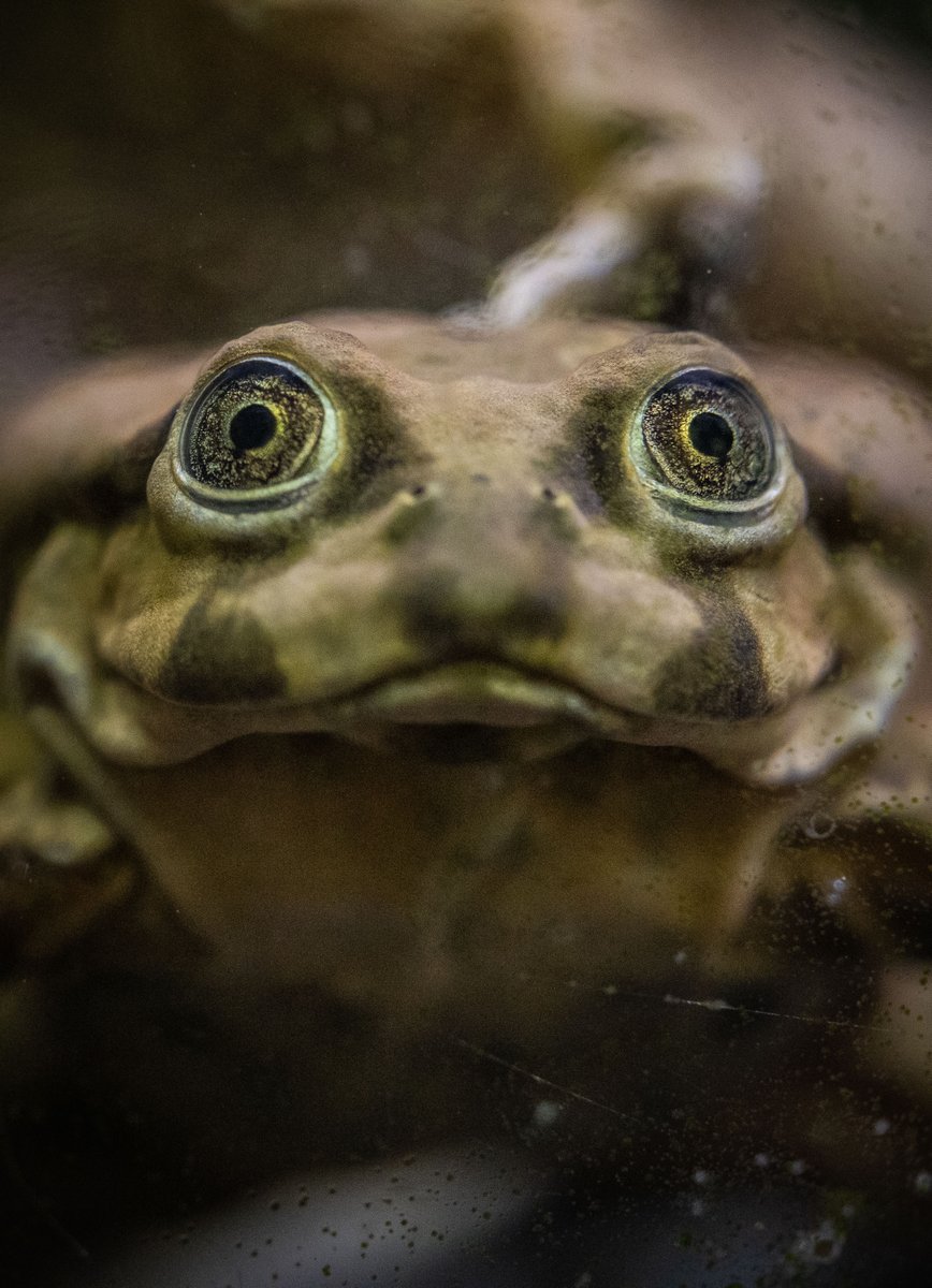 chesterzoo's tweet image. Every day should be #WorldWildlifeDay! 💚🌍