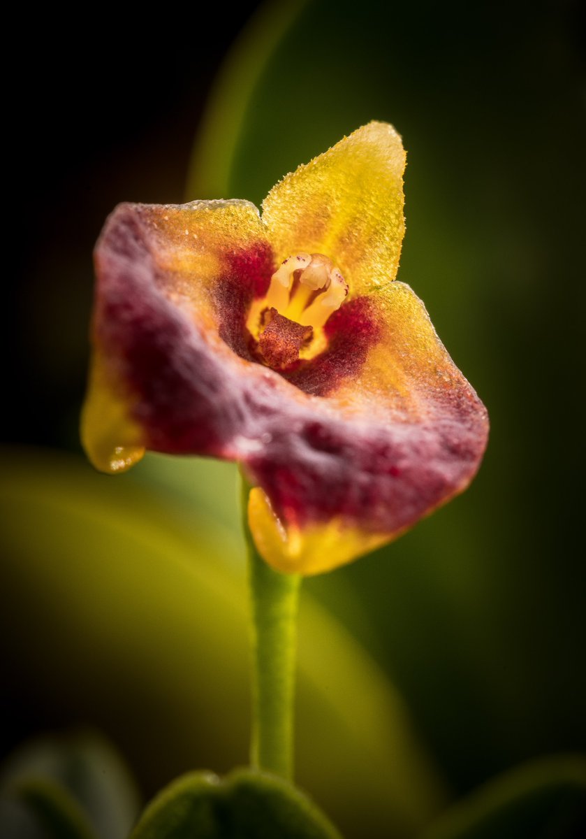 chesterzoo's tweet image. Every day should be #WorldWildlifeDay! 💚🌍