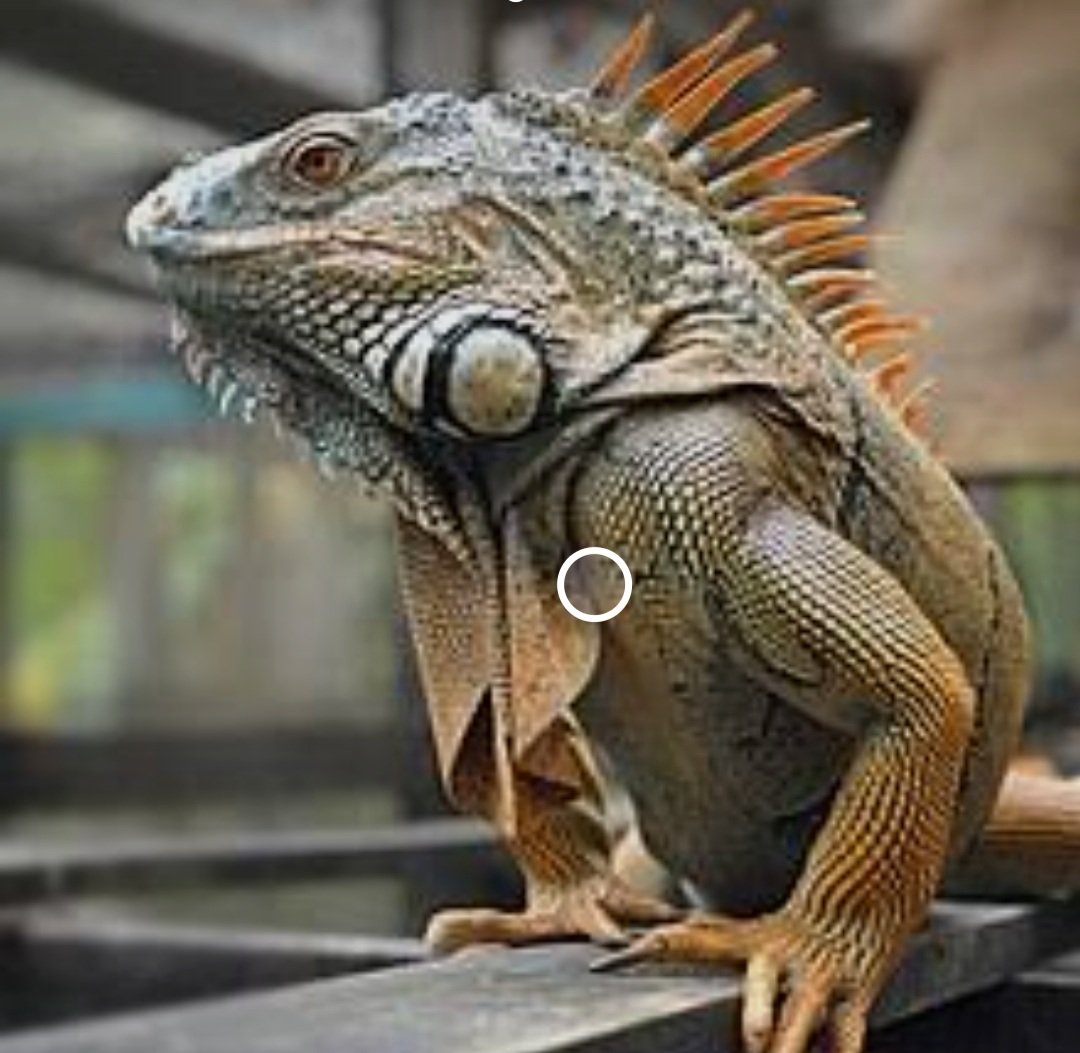 #QuickTrivia: If you kill an 'Iguana lizard' in the Guatanàmo bay prison facility, you pay a fine of $10k. True or False?