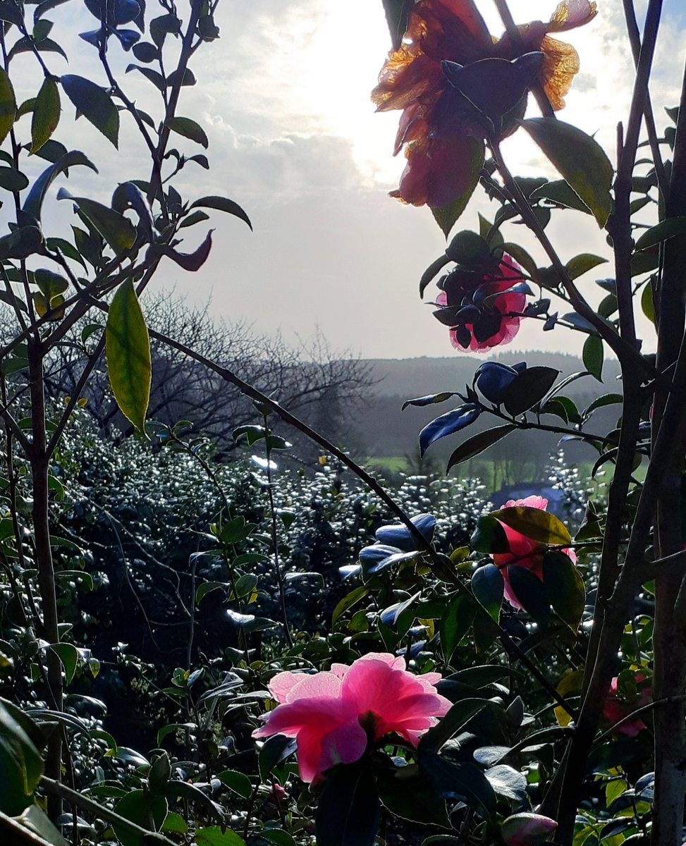 Castlehilldevon's tweet image. At Castle Hill we have the longest Camellia hedge in Devon, which is starting to flower.

We are currently open for walks Monday to Friday, 12-4pm, our tea room will be opening for takeaway food and drink at the end of March.