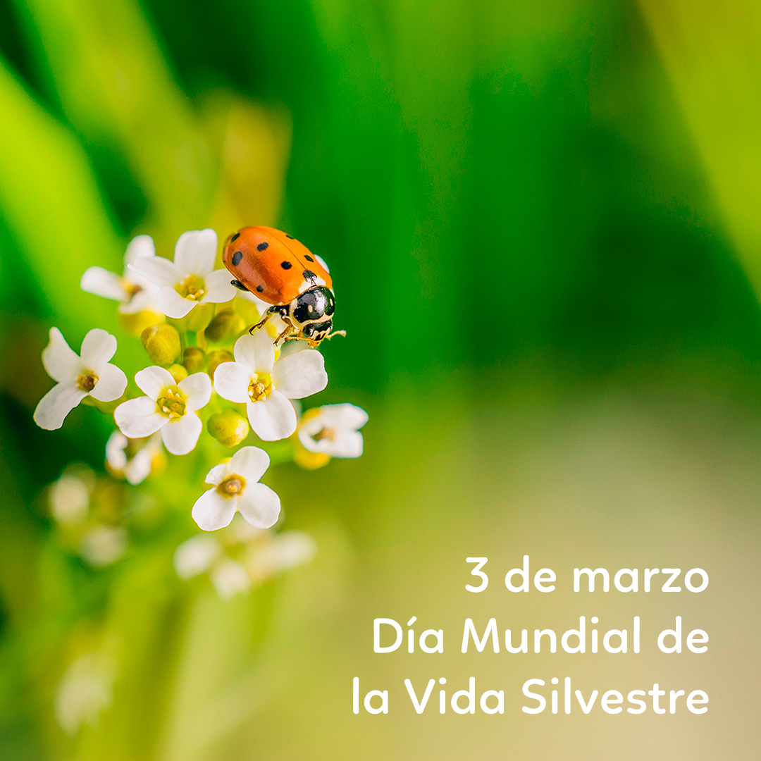 apiverk's tweet photo. Hoy se celebra el día internacional de la vida silvestre (o de la naturaleza)
Celebremos la belleza y la variedad de la flora y la fauna silvestre y recordemos cuidarla 💚
photo by wirestock
#Apiverk #abeja #eldelaabejita #proteccionmedioambiente #vidasilvestre https://t.co/CzsYnZTl9B