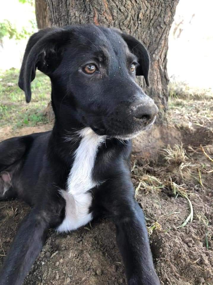 cloclo_paloma's tweet photo. Transito  o flia 
Leer publicación!!!

RTRTRT 
Xfavooooor 

@AgustiniZunilda @dalyruizh @acarola0 @cintialeguiza81 @acarola0 @NancyMokry @AgustiniZunilda @lizytagliani @soyleomontero @mebolcomba @alegre_biel1971 @BadenCash @Celeste_Box @animalitosdfsur https://t.co/ISdnEw0o9l