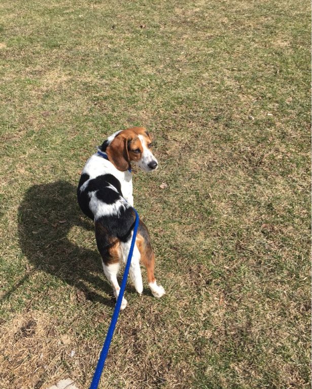 beaglefacts's tweet photo. The #beagle is the one who sets the pace, duration, and direction of the walk. #beaglefacts 

📷 @LeenieK22 / Twitter https://t.co/MlxUcTeW4B
