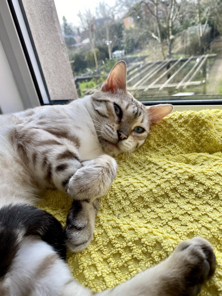 Nell is sunbathing in the window today 😹🐾❣️#TinyNell #SunPuddle  #HomeNow