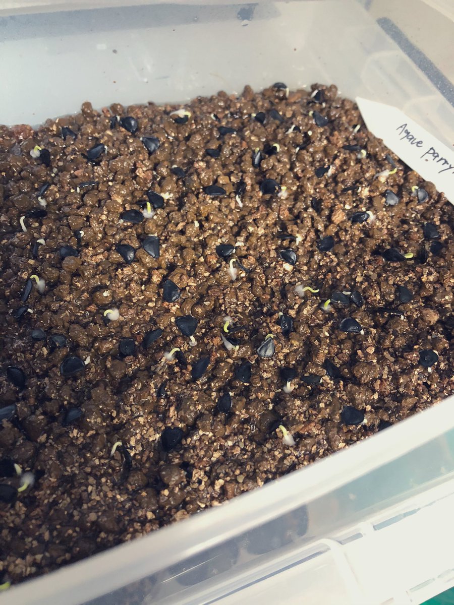 佐々木 初めてのアガベの種まき 撒いてから3日で発芽 発芽率やべえ カビ無いように気をつけて管理しなきゃ やっぱ植物育てるの楽しいなぁ 佐々木 初めてのアガベの種まき 撒いてから3日で発芽 発芽率やべえ カビ無いように気をつけて管理しなきゃ やっぱ植物育てるの楽しいなぁ