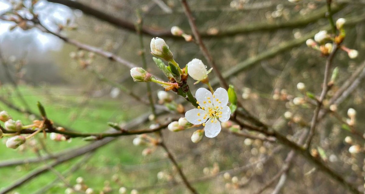 The first buds &amp; blooms of blossom have started to appear in the grounds at Moseley. It is so beautiful, delicate and fragile. Are you on blossom watch? What is in blossom in your garden? 
#BlossomWatch #Spring #Gardens #Blossom #EveryoneNeedsNature