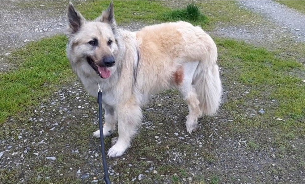 SOS Abuelos tweet media