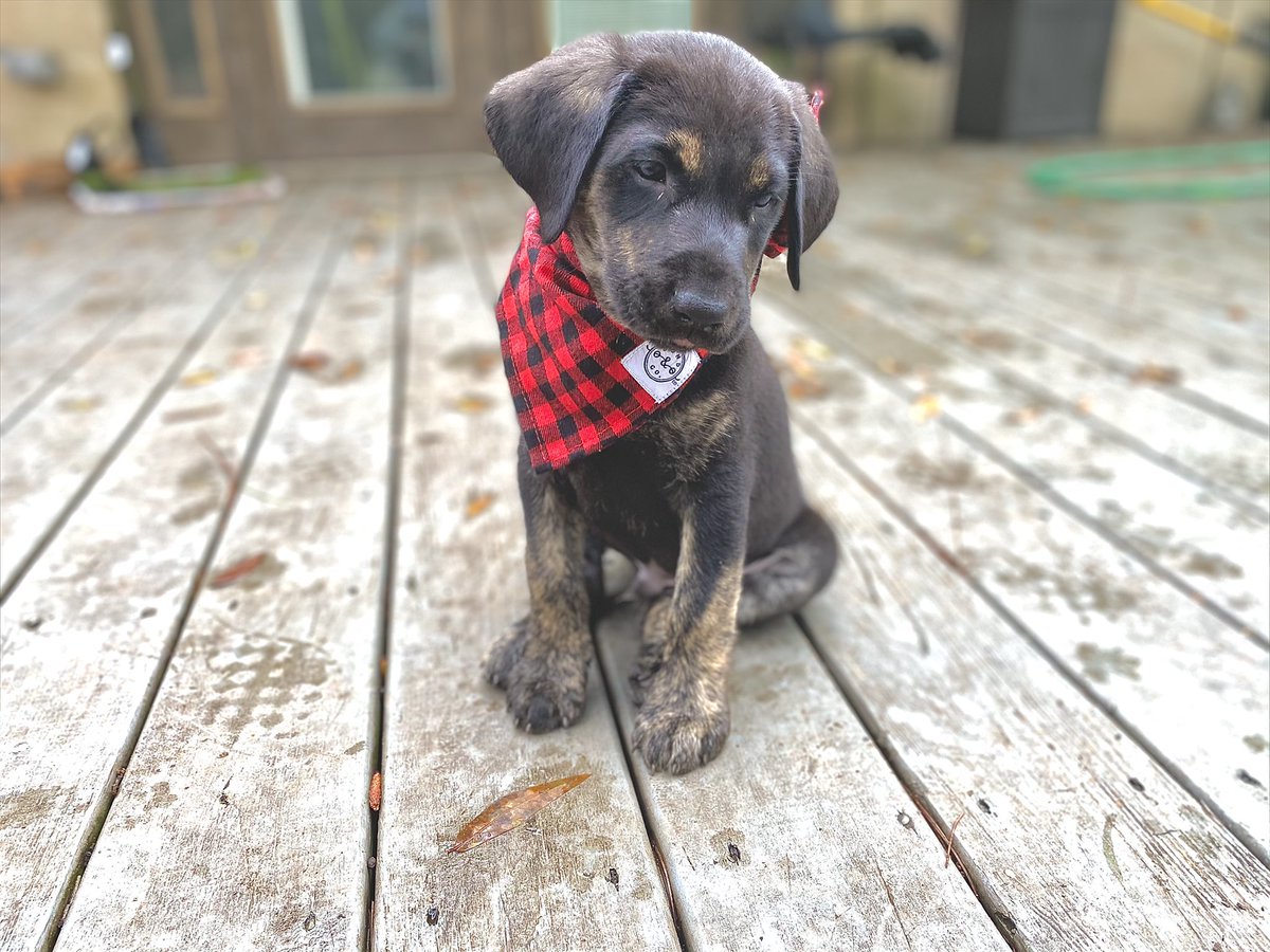MuurmC's tweet image. My little man Bernie #labradorretriever