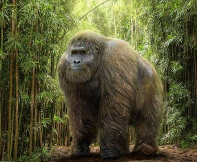 PrimatesDaily's tweet photo. RIP Gigantopithecus https://t.co/6n5bZLE56n