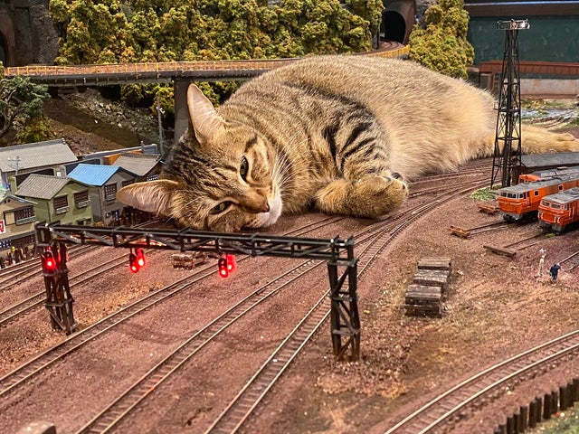 @archer_rs @isfromupnorth Cats are always delaying my train, by being on the tracks.