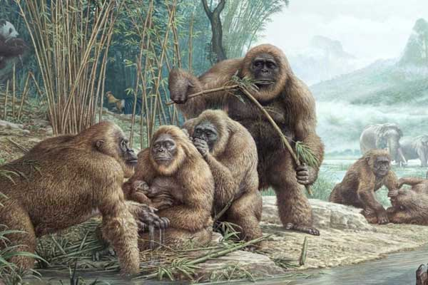 PrimatesDaily's tweet photo. RIP Gigantopithecus https://t.co/6n5bZLE56n