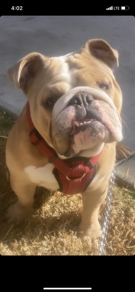 breadwinnamar's tweet image. Stud services 📞#dm