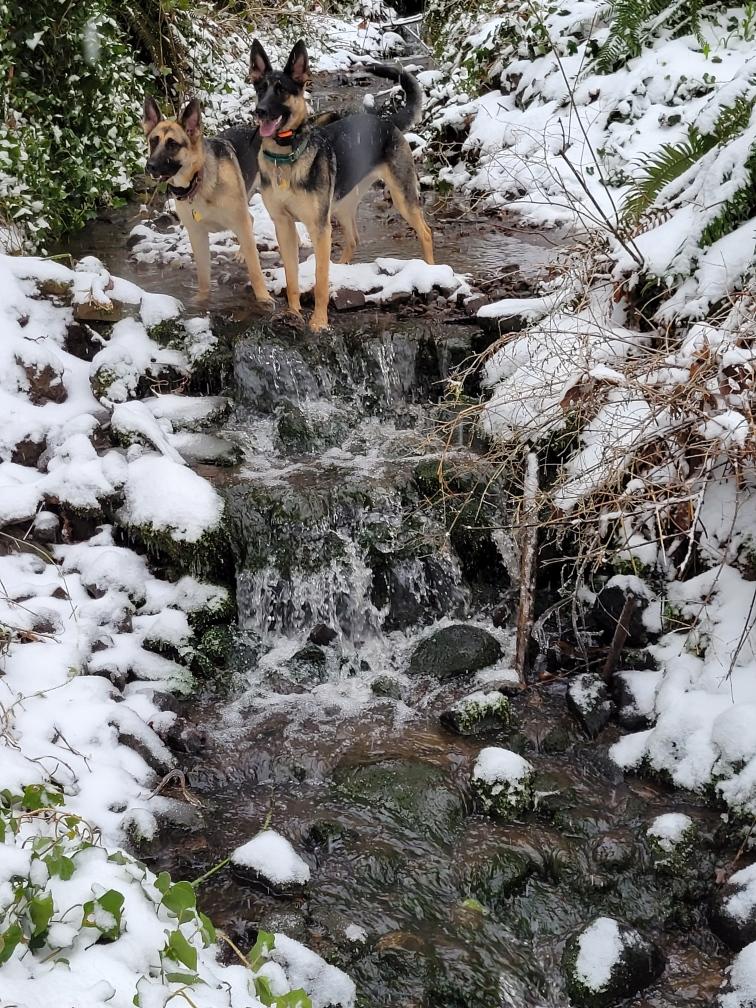 movedtomastodon's tweet image. Mischief and Mayhem say hi from Oregon and politely ask for more snow days with hoomans please.  #FirstDogs #oregondogs #germansheperds #snowdays #pawpals