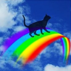 JessFudge20's tweet photo. @OssieAndLuna @TreasuryMog @PoppyTuxedo @PoppyAndMolly2 @AlmaTheCat1 @AngoraBoys @MrMoustacheCat We are 💔 to only have just seen this 🙀 Run pain free #OTRB🌈 Ossie. #CatsOfTwitter will miss you. Safe journey to the #TuxieGang in the sky, Jess will be there to meet you 😿😿 One last time...
Ossie Ossie Ossie... Oi Oi Oi!
#SadDay #SadWeek https://t.co/XMZyhw17MD