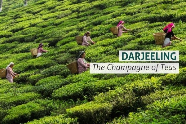 theteastandard's tweet photo. Darjeeling tea, grown in Darjeeling, India is considered the “champagne of teas” and it is widely accepted that this type of tea is “the best of the best” #TEATales #LoveTEA #TheTEAStandard #AlwaysTEATime https://t.co/mpYv0PiAMX