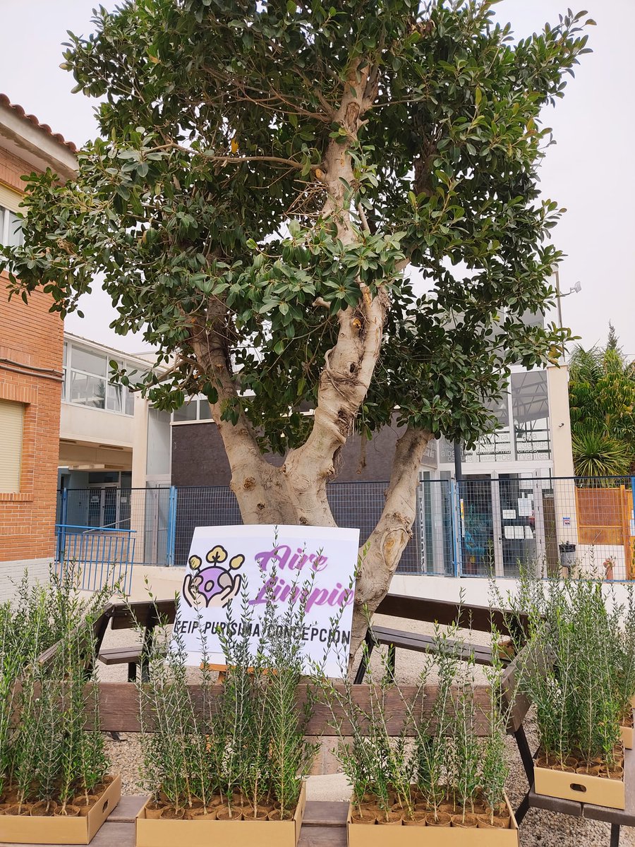 cppurisima's tweet photo. Hoy 3 de Marzo se celebra el Día de la Naturaleza y la #fundacionalimer nos ha obsequiado con más de 150 acebuches para los alumnos.En el día de ayer los recibimos en el centro de manos del presidente D. Julián Díaz López. Gracias Alimer. #airelimpio @isadzamora  @jaortegagarcia https://t.co/V8lSbHtLpa