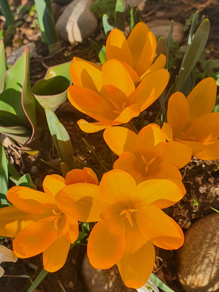 Crocuses in the spring sunshine.