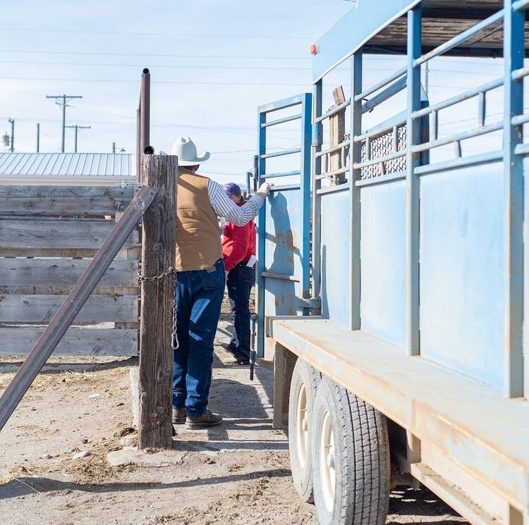 RanchSpd's tweet photo. Coming to the sale on Thursday? Make sure you bring your trailer! We offer a $100 rebate on each bull hauled home on the day of the sale!😁 
Catalog, videos and out lots all available. https://t.co/YPvENuGaVy