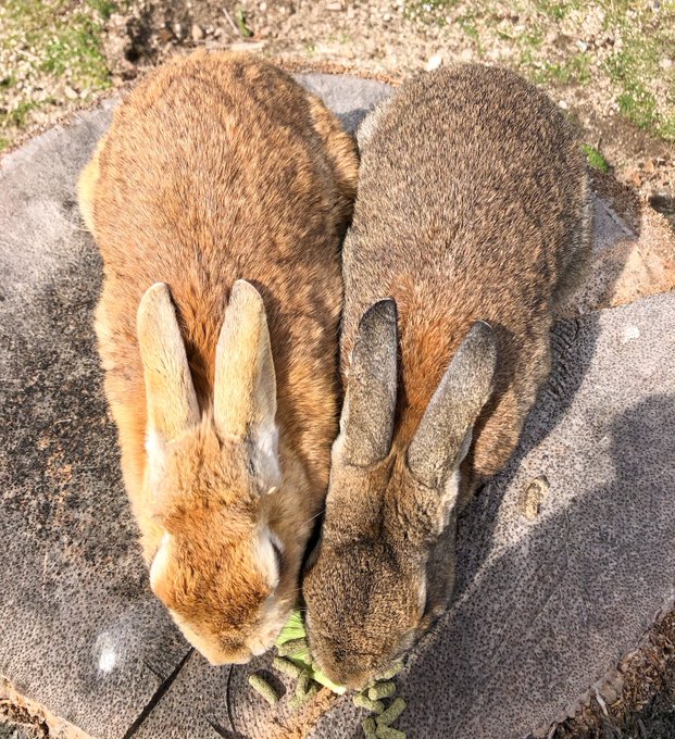 Twitterのコスプレ画像42