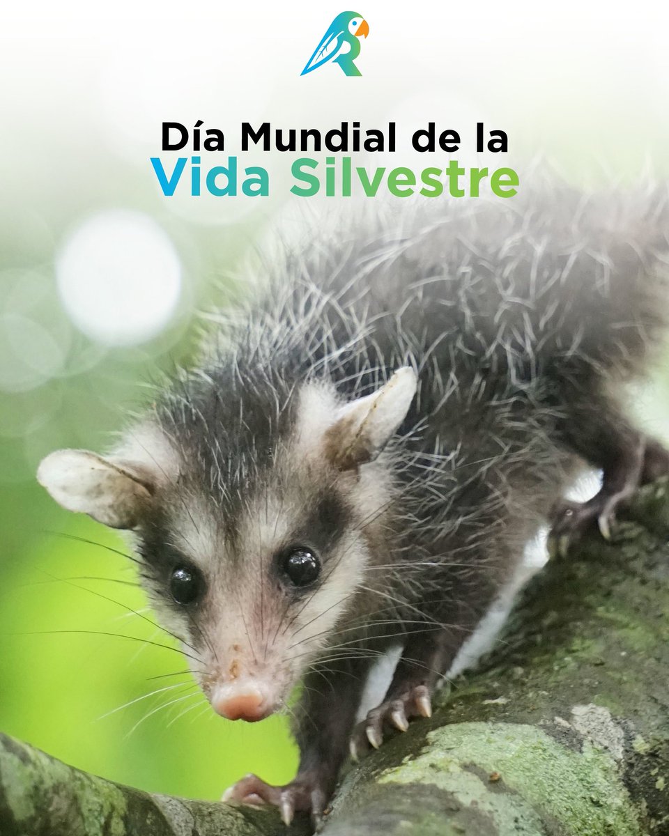reforestosv's tweet photo. Hoy es el #DiaMundialDeLavidaSilvestre y no hay mejor celebración que actuar de forma #consistente y #responsable para proteger el #hábitat de toda la #vida #natural. 

#ReforestoSV #SomosRaicesSV #ElSalvador #LoverNature #conservation #restoration https://t.co/RTqECeV2HC