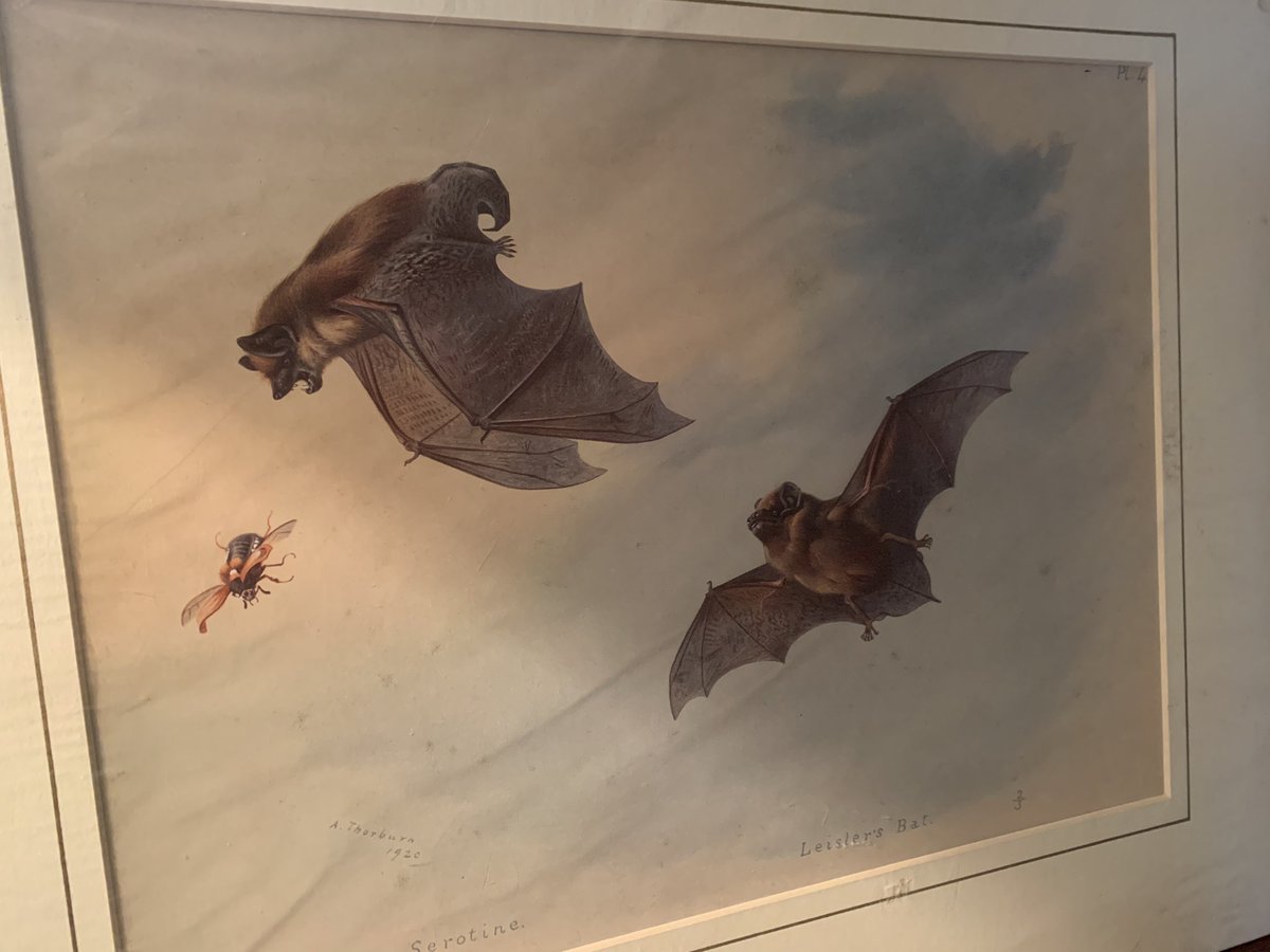 WickedVintageUK's tweet photo. Just in- lovely vintage Flying bats 🦇 prints, artist is A. thorburn- dated 1920 . #GothicBats #whiskeredBat #BechsteinsBat #SerotineBat #LeislersBat 🖤🦇🖤🦇🖤🦇🖤🦇 https://t.co/Tl2VwG1a91