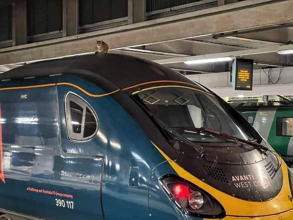 In the UK right now a train is delayed as a cat is sitting on the roof and refusing to come down.