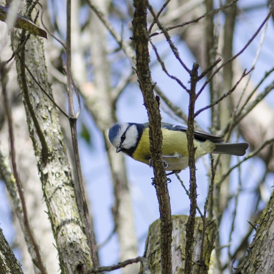 WWFitalia's tweet photo. Oggi #3marzo #WorldWildlifeDay celebriamo anche i piccoli #animali che arricchiscono le nostre esperienze in #natura e nei nostri giardini, sono fondamentali per il loro ruolo ecologico e (api e altri #insetti) per l'impollinazione
Oasi #WWF di #Valpredina provincia di #Bergamo https://t.co/z1YhrCi6E7