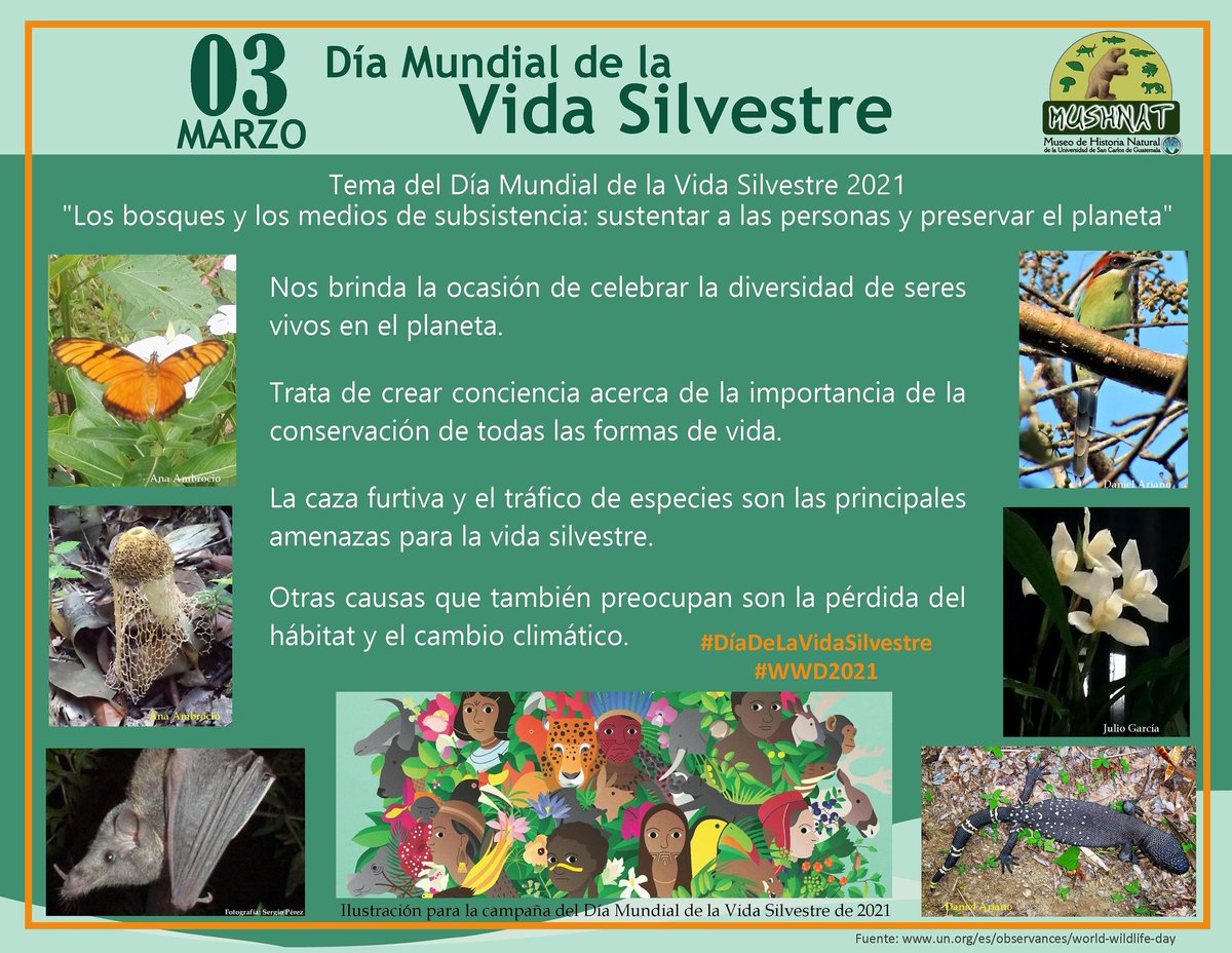 mushnatUsac's tweet photo. Todas las #FormasDeVida hacen parte fundamental en los #ecosistemas. Hoy celebramos el #DíaMundialdelaVidaSilvestre #DíaDeLaVidaSilvestre #mushnat #biodiversidad #WWD2021 https://t.co/D47jHTLO3g