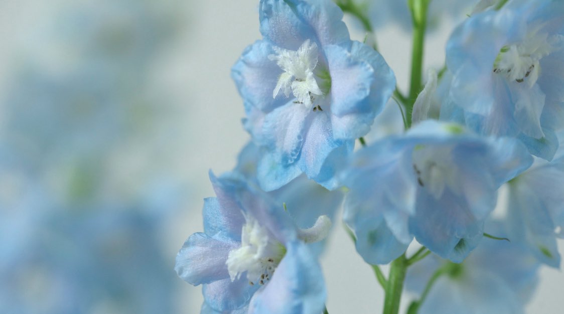 กรกฎาคมคือเดลฟิเนียม (น.)
กับความรัก คุณเป็นคนที่ถ้ารู้สึกว่าใช่ ก็จะยอมเปิดใจให้เขาเข้ามาในโลกของคุณ ค่อยเป็นไปค่อยไป ให้เวลากับความรัก และพยายามให้มันออกมาดีที่สุดและไปต่อได้ , แต่บางทีคุณก็แคร์ความรู้สึกเขามากกว่าตัวเอง แอบน้อยใจคนเดียว จนถูกดุจากคนรอบข้างบ่อยๆ 💙