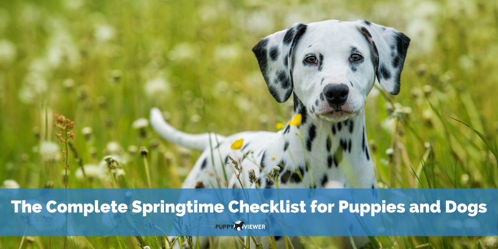 PuppyViewer's tweet photo. Spring is just around the corner! Keep your furry friend happy and healthy this season with our handy spring checklist:  https://t.co/PwFN4sYdhW #puppies #dogs #ticks #heartworm https://t.co/BJEpeBP39K