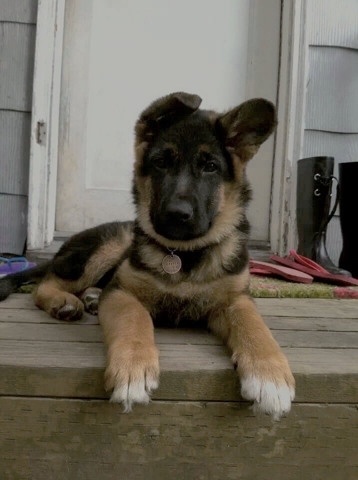 белые пятна на немецкой овчарке. овчарка немецкая щенок родившийся. прибылые пальцы у немецкой овчарки. немецкая овчарка хвост. белые пятна на немецкой овчарке.