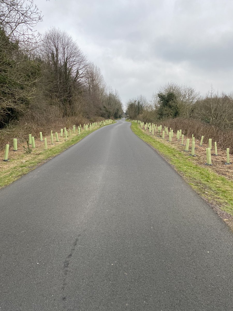 Lovely to see new trees 🌳🌳🌳 planted along the #ComberGreenway as part of the @belfastcc #1milliontrees initiative #greeningcities #environment #nature
