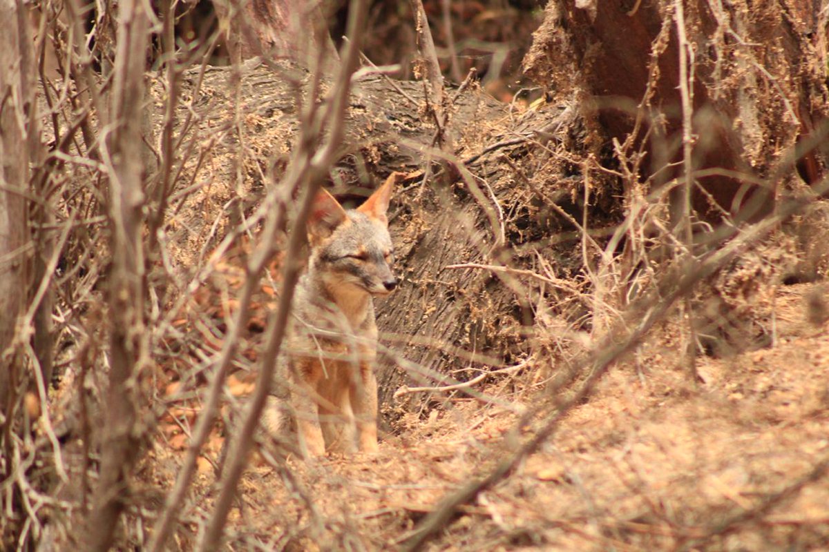 Hoy celebramos toda la #vida silvestre, pero especialmente los bosques y las especies forestales que sostienen a las personas y al planeta 🌱
#DíaMundialdelaVidaSilvestre #WWD2021
Conoce nuestra proyecto sobre la naturaleza: arocha.pe/en/