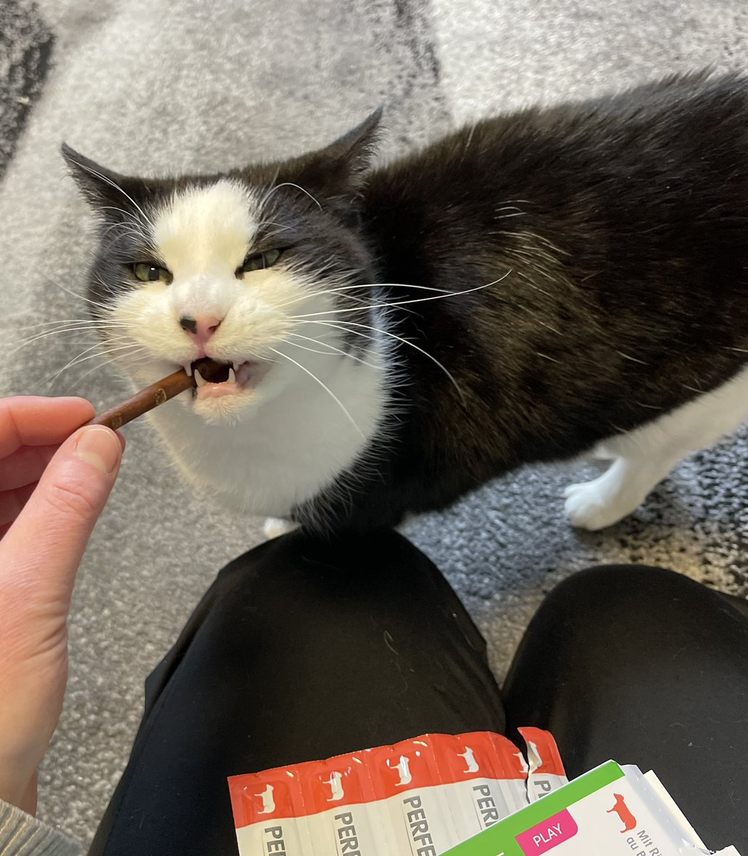 punktonella's tweet photo. "Werbung" 
Die Perfect Fit Gesunde Gelenke Katzensnacks bzw. Sticks, die wir über @Kjero_com testen dürfen, kommen bei Leo und Luna sehr gut an😺 
#produkttest
#petlove #kjero #katzenfuttertest #perfectfit #katzensnacks #katzenleckerli #katzensticks #produkttester https://t.co/Tem1xOd6PR