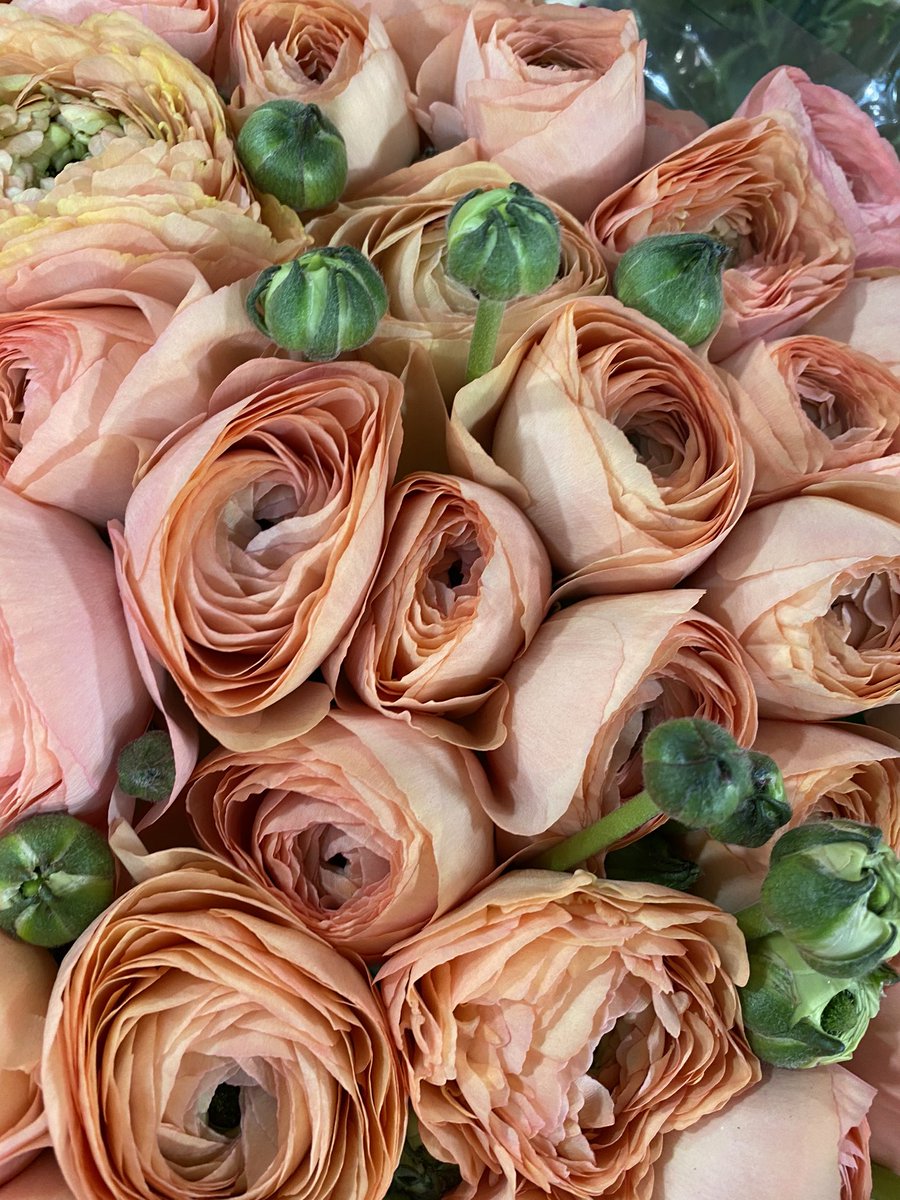 Pinstripes & Peonies (@pandpflowers) on Twitter photo ‘If you want the rainbow, you gotta put up with the rain’’ <a href="/DollyParton/">Dolly Parton</a>
It’s been raining for a year but these (and the mass of wedding enquiries) are very much today’s rainbow!
ALL the pretty pretty things... ‘If you want the rainbow, you gotta put up with the rain’’ <a href="/DollyParton/">Dolly Parton</a>
It’s been raining for a year but these (and the mass of wedding enquiries) are very much today’s rainbow!
ALL the pretty pretty things...