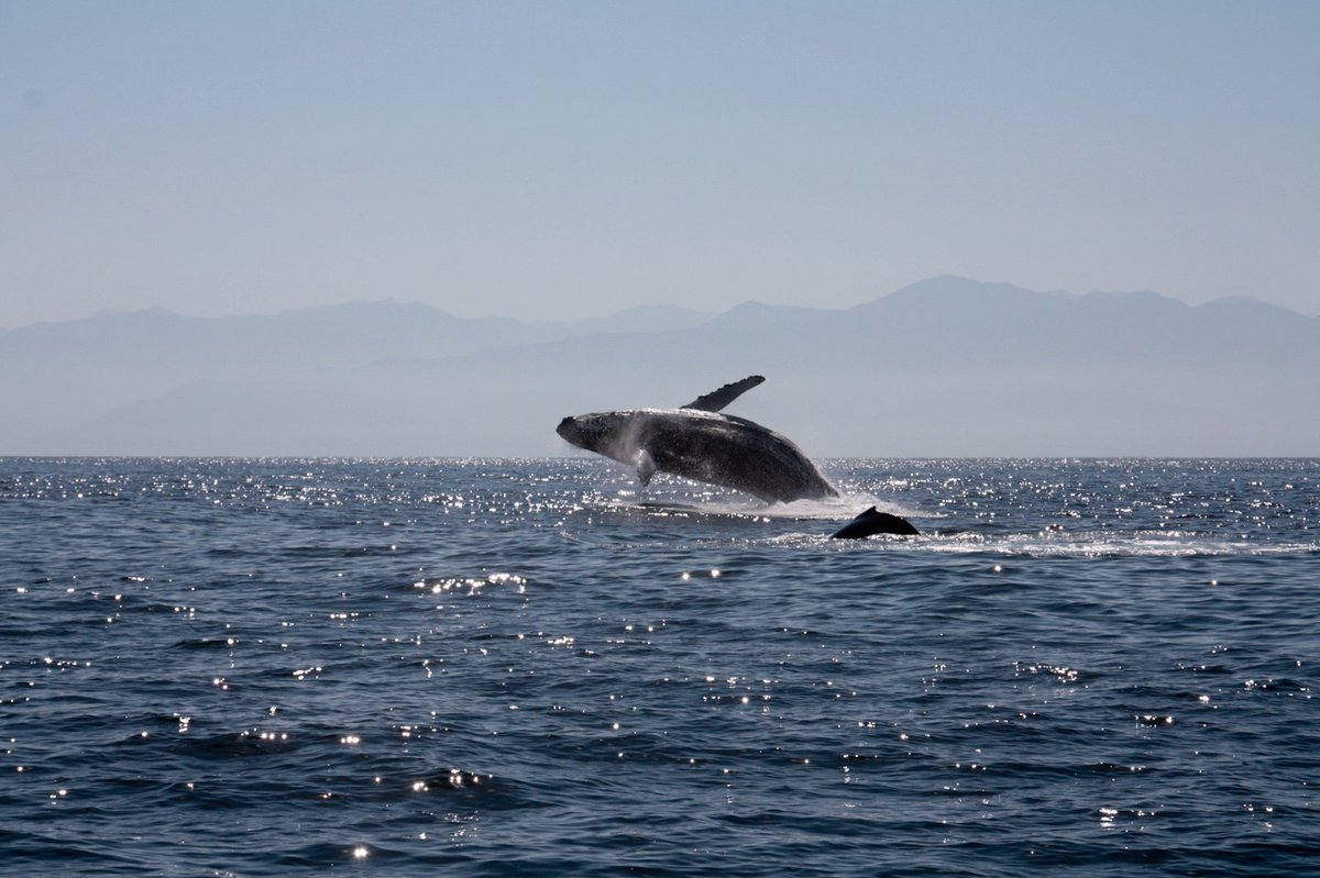 @SecondNatureMB Happy Birthday! This isn't a photo I took, my kiddo took it (when she was 11!) I was, however sitting beside her in the little reinforced dinghy. I hope your day is wonderful! #WildlifeWednesday