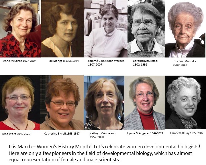Make your own list of women developmental biologists throughout March.