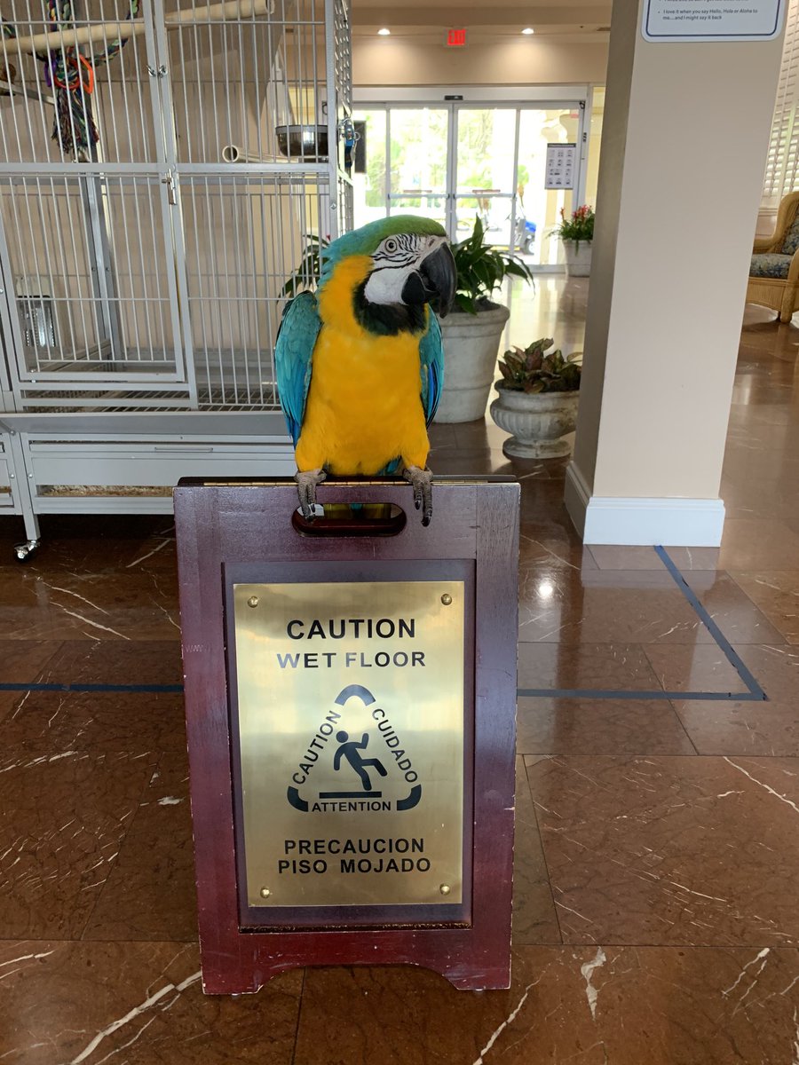 Lori Lo Duca (@lloduca) on Twitter photo #CPRCharlie thinks supervising the cleaning of the floor is a great job! And he passed this inspection! <a href="/Julissa7777/">Julissa Corchado</a> <a href="/RicJimDR/">Ricardo Jimenez</a> <a href="/diamondresorts/">Diamond</a> @DiamondCareers #SERegion #LifeAtDiamond. #CPRCharlie thinks supervising the cleaning of the floor is a great job! And he passed this inspection! <a href="/Julissa7777/">Julissa Corchado</a> <a href="/RicJimDR/">Ricardo Jimenez</a> <a href="/diamondresorts/">Diamond</a> @DiamondCareers #SERegion #LifeAtDiamond.