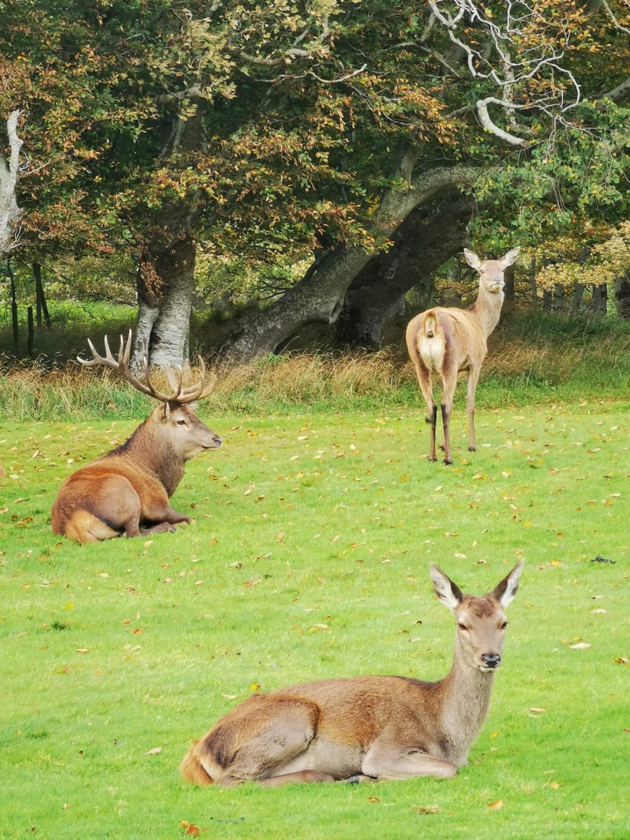 LakeHotel's tweet photo. As today marks #worldwildlifeday we thought we’d share some lovely wildlife images with you. @LakeHotel is a nature lover’s paradise, surrounded by trees, lakes &amp; mountains, the hotel grounds provide a haven of refuge for our native species 🦌🐿 🦅 #lakehotelkillarney #lakehotel https://t.co/mSLzmLxO2S
