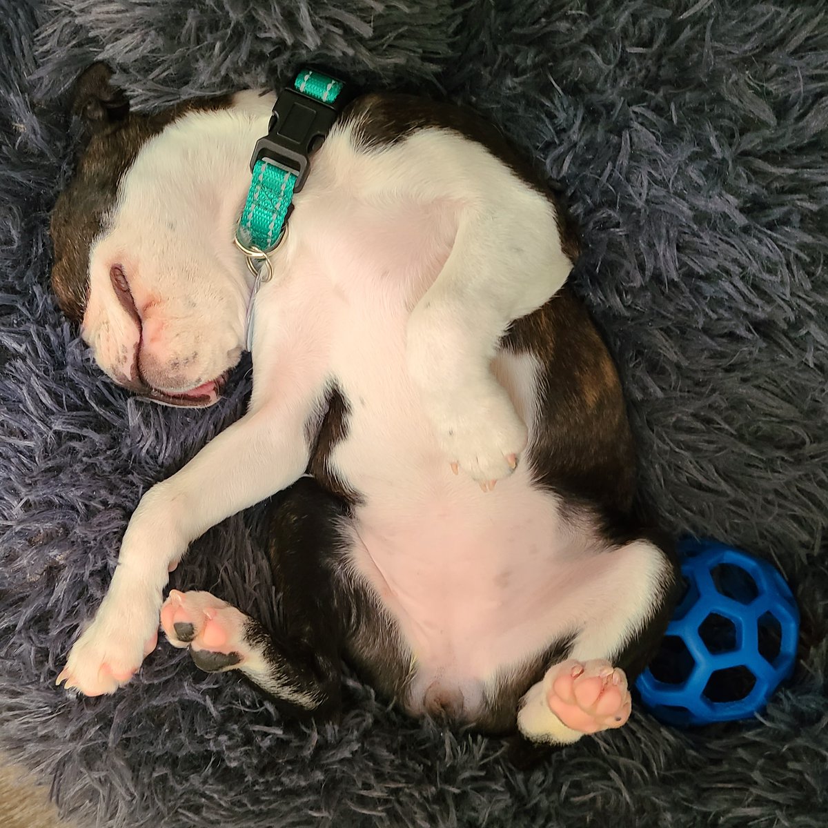 Who knew the JW Holee Roller from <a href="/PetmateProducts/">Petmate</a> was a good napping toy?! 😆 This is a favorite because it encourages self-play and is insanely durable. 

➡️ Get a Holee Roller today and save 15% on orders of $49+ with code PET15 at bit.ly/holee-roller-p… (affiliate link)