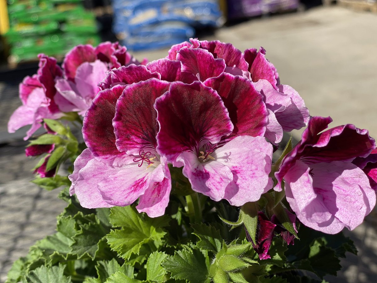 DistrictMgrMike's tweet photo. Annuals &amp; Perennials are coming in for the #Spring2021 season at #Lowes 609 in Chesterfield, VA https://t.co/26x3wIMTbw
