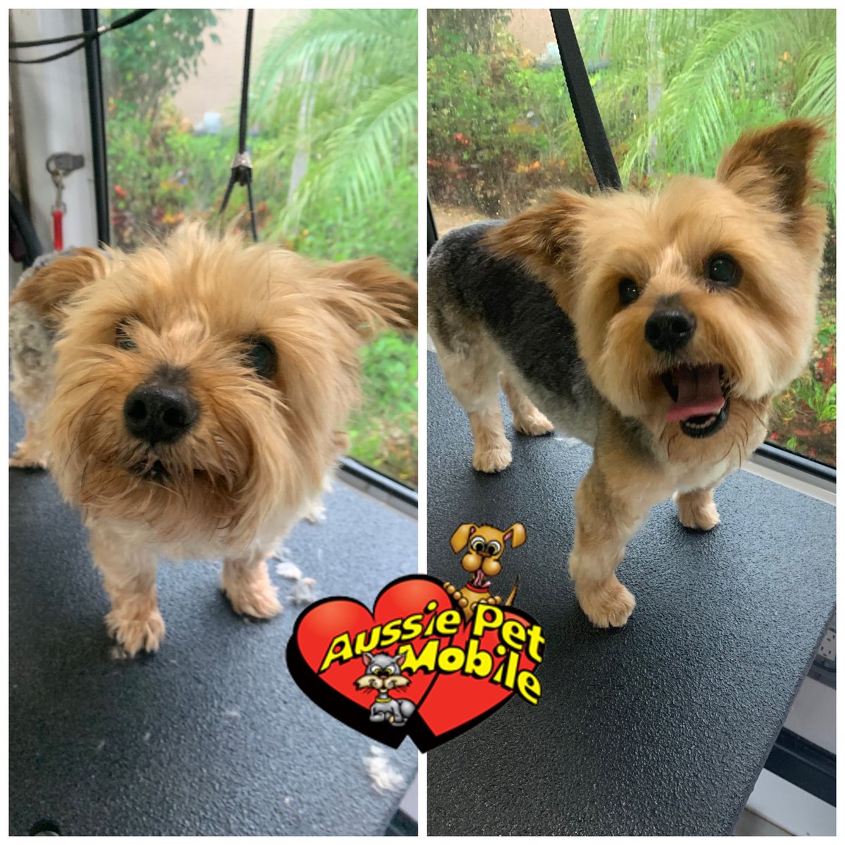 apmboca's tweet photo. Make me cute, I dare you #AussiePetMobile #AussiePetMobileBoca #MobileGrooming 🐾🚐 #PetGrooming 🐶🐱 #MobilePetGrooming 🧼🛁#DogGrooming #CatGrooming #Groomers ✂️ #MobileGroomers #CleanAndCute https://t.co/sc6qDTaiqa
