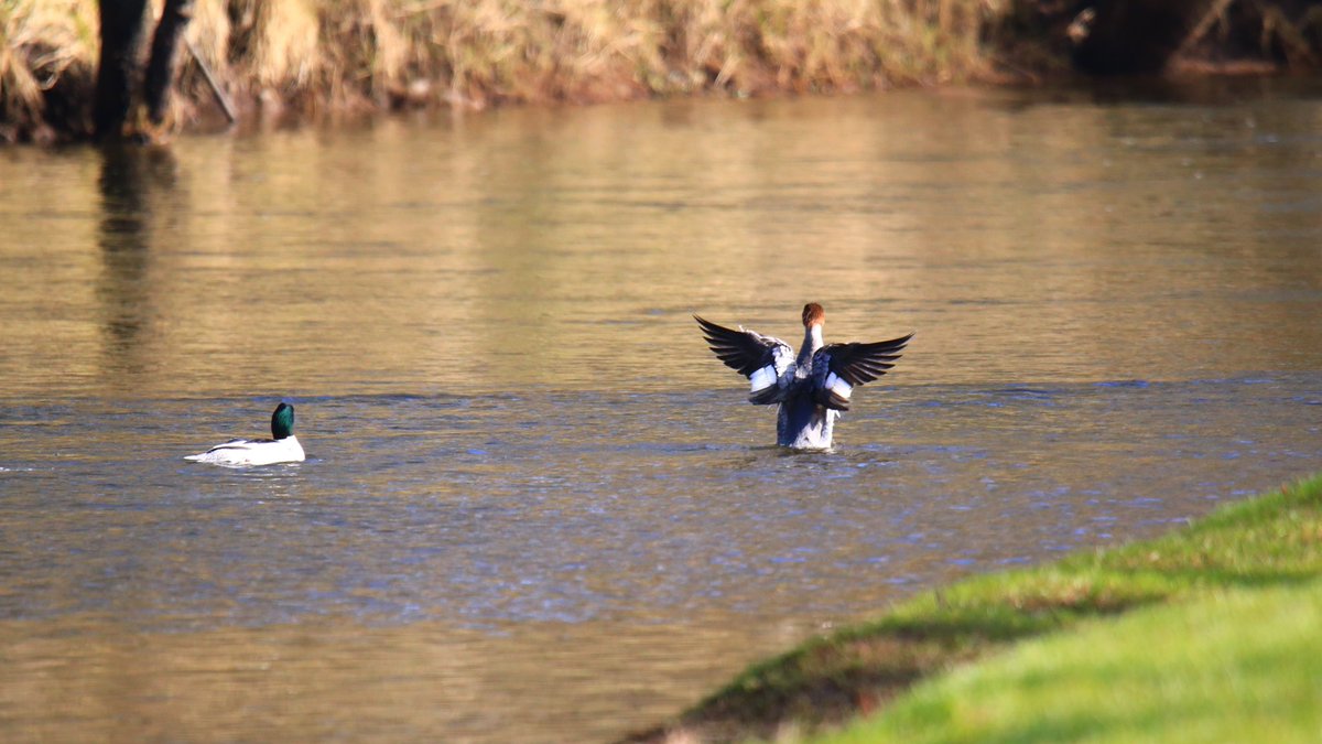 Popped out to sit a while by a fave stretch of the River Eden near home this afternoon. Just me, the sound of birdsong and bubbling waters and pied wagtails and goosanders for company. Bliss 😊 #cumbria #nature #getoutside <a href="/Natures_Voice/">RSPB</a> <a href="/VisitEden/">Visit Eden</a> <a href="/OSleisure/">OS Leisure</a>