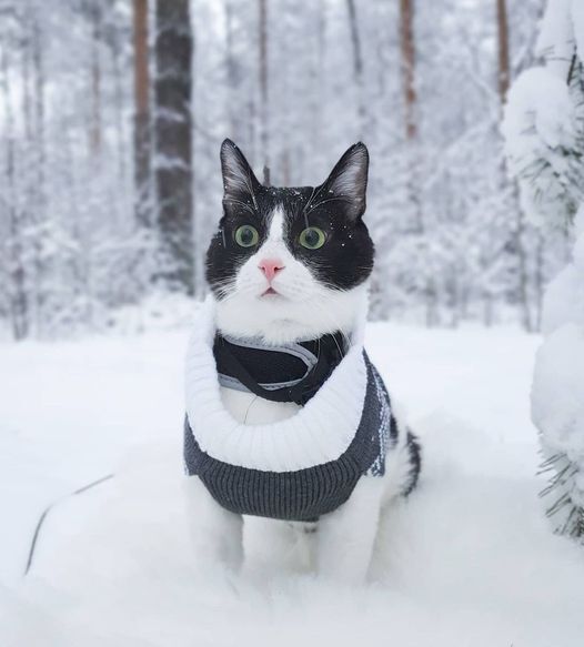 Hardloopfr's tweet photo. « Elle m'a dit ce matin qu'on allait faire une super belle randonnée dans une forêt enneigée... Quoi ? Encore 3 heures de randonnée là » - Konsta 😹
📷 @konstaconstantinus
#FindYourHardloop https://t.co/UJIWGgMDNs