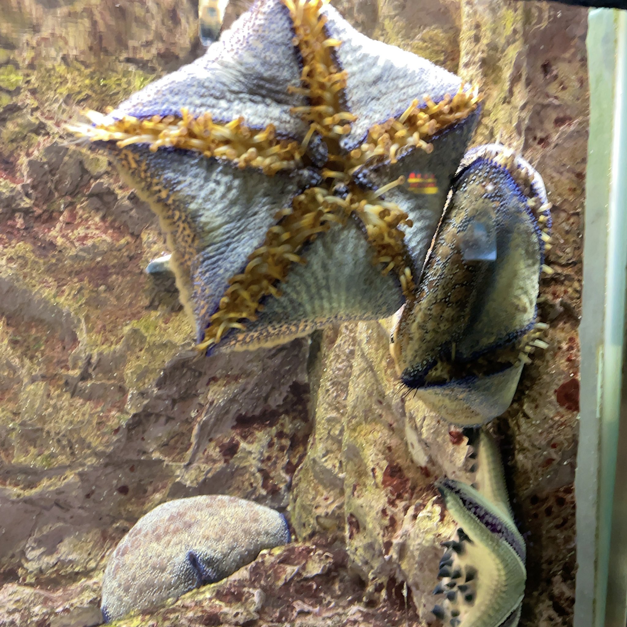 Aisycle これはマンジュウヒトデの裏とコブヒトデです T Co Lwmzia6mw9 Twitter Aisycle これはマンジュウヒトデの裏とコブヒトデです T Co Lwmzia6mw9 Twitter